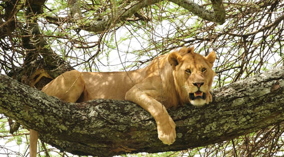 5-Days 4 Nights Tanzania Safari Tour Package from Nairobi
